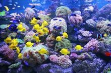 Океанаріум