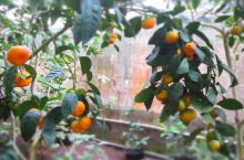 Бананова оранжерея