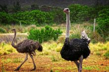 Страусина ферма